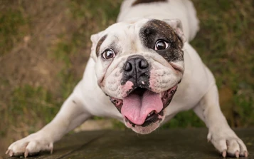 Pet Drugs Online Are Top Dog